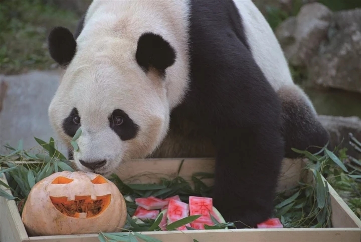 龍鳳胎大熊貓的幸福生活