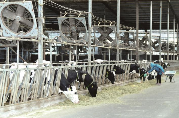 海安市向陽奶牛場